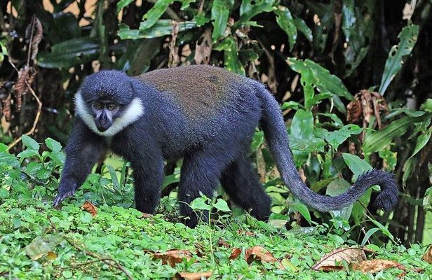 3 Day Nyungwe National Park Safari