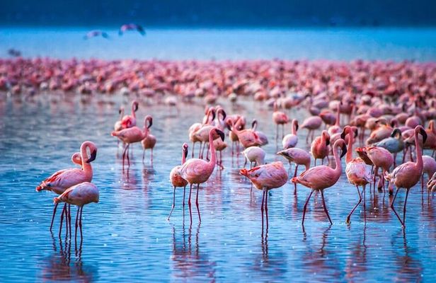 Private Day Tour to Lake Nakuru National Park