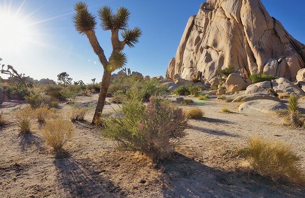 Private Day Tour to Joshua Tree National Park from San Diego