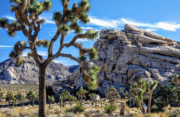 Joshua Tree NP Tour from San Diego (Private)