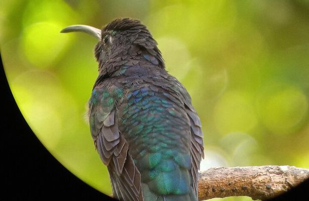 Curicancha Natural Walk 