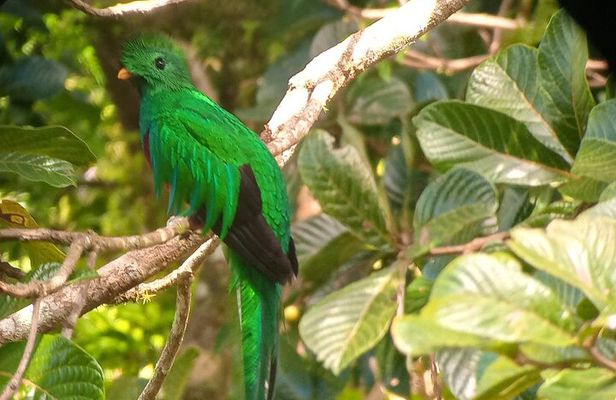 Natural History of the Cloud Forest 