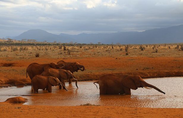 5 Days safari to Tsavo East, Tsavo West and Saltlick from Mombasa