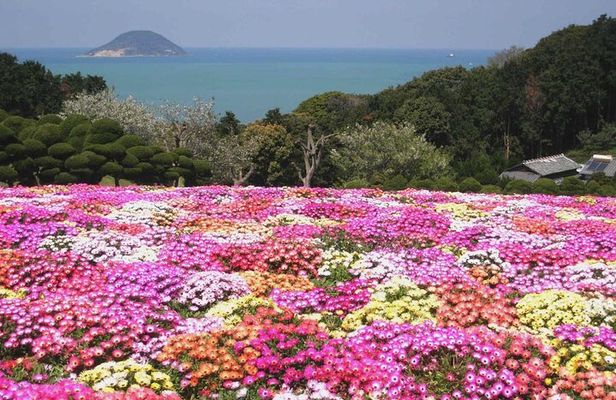 Colors of Japan, Fukuoka Nokonoshima Island Park & Wagyu BBQ