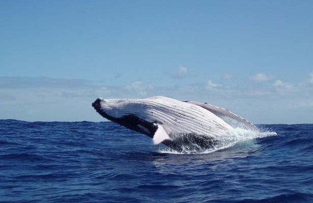 Whale watching in the calm of the peninsula with Tātahi tours