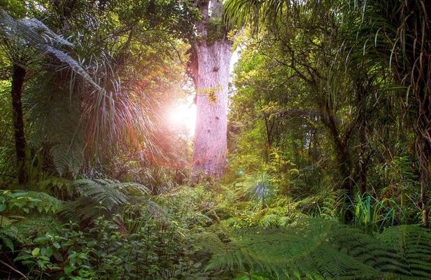 Small-Group Mystical Waipoua Forest Kauri Tour from Auckland