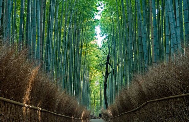 From Osaka or Kyoto: Kyoto and Nara 1-Day Bus Tour