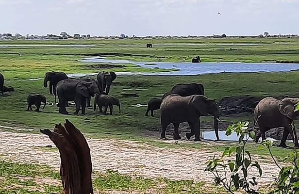 Chobe Day Trip Livingstone to Botswana