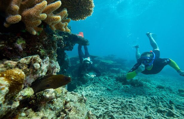 Cairns Half Day Tour a Great Barrier Reef Snorkeling Experience