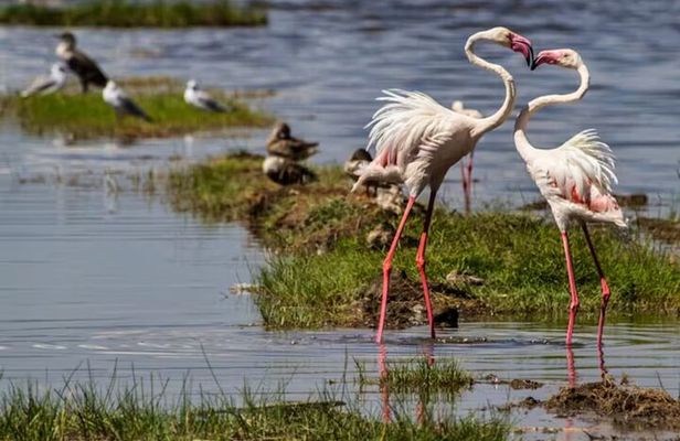 Private Day Tour to Lake Bogoria from Nairobi