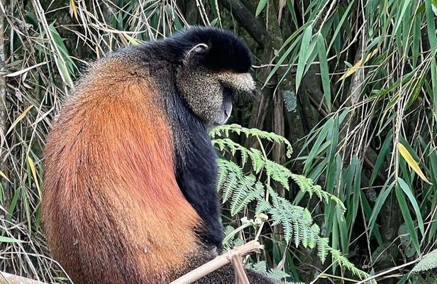 2 Days Rwanda Golden Monkey Trek & Mt Bisoke Hike Adventure