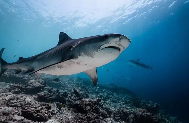 Tiger Shark Diving in Fuvahmulah:8 Days, 7 Nights 15 dives offer