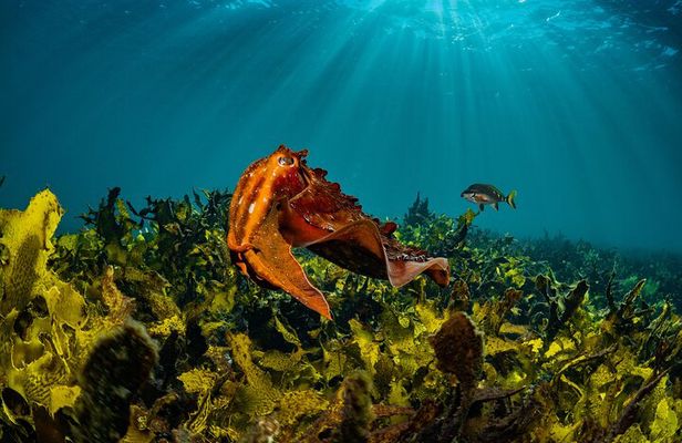 Guided Snorkeling Experience in Bondi