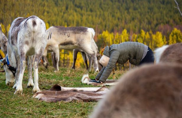 Reindeer yoga