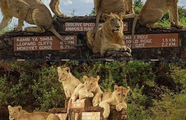 Tour Safari; Nairobi National Park