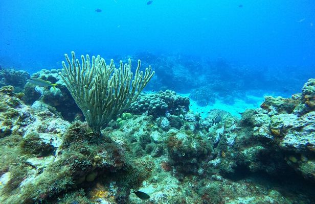 Scuba Puerto Rico | Private Certified Dive + Photos & Videos!