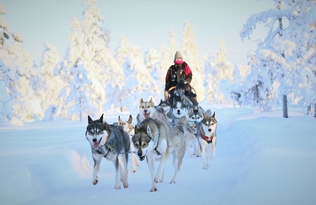8-10km Husky Ride in the Taiga Forest and visiting the Kennel