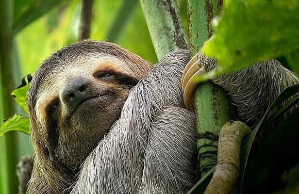 Manuel Antonio National Park Tour for 8 People
