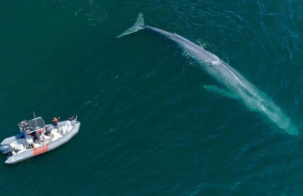 Whale and Dolphin Watching in San Diego Speedboat Tour