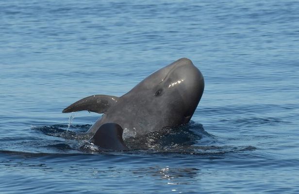 Whale watching and snorkelling in the whale sanctuary