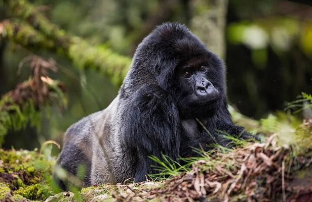 One Day Private Gorillas Tracking in Volcanoes National Park