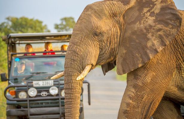 Hluhluwe-iMfolozi Park Exclusive Private Full Day Big 5 Safari 