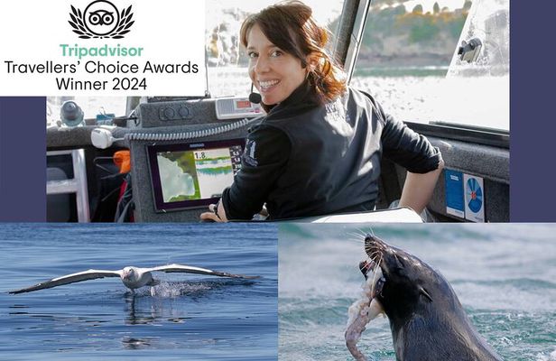 Albatross, seals, and sea birds-Wildlife Cruise
