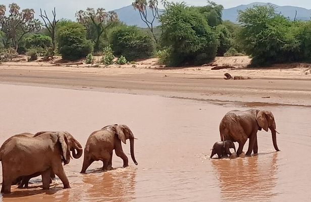 Samburu Sopa Lodge Private Tour