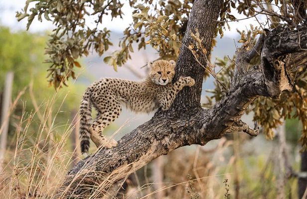 Sunrise Game Drive in Big5 Reserve