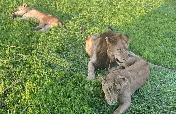 2 days private safari to Mikumi N park from Zanzibar or Dsm