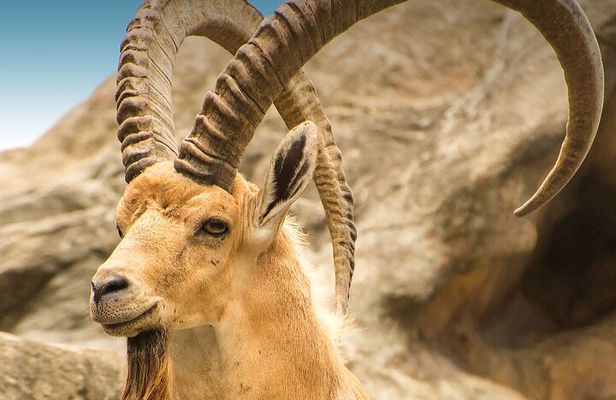 Hegra Tour: AlUla’s No.1 Haven For Nature, Wildlife Lovers