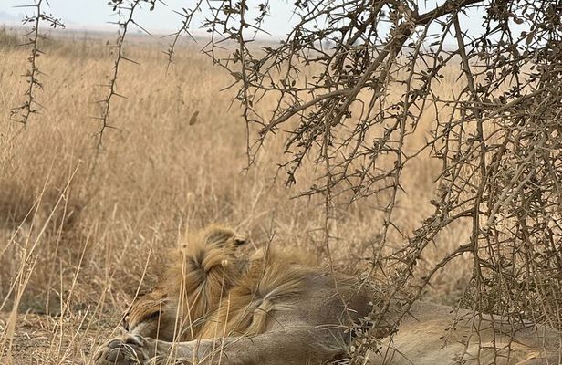 7 Days Tanzania Wild Life Safari Tour