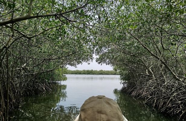 Navigate the Mangroves of Cartagena in a Canoe
