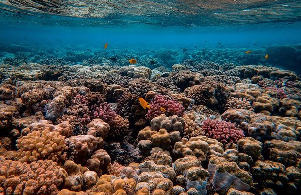 Snorkeling immersion in the wonders of Tahiti