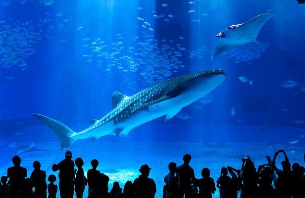 Okinawa Hip-hop Bus B Course Tour (Okinawa Churaumi Aquarium)
