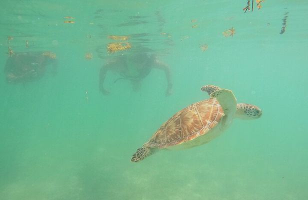 Swim with Turtles in Akumal + GoPro Photo Session