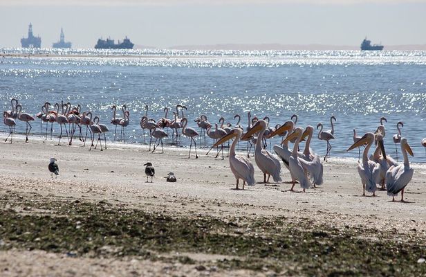Pelican Point Guided Walk - offshore activity