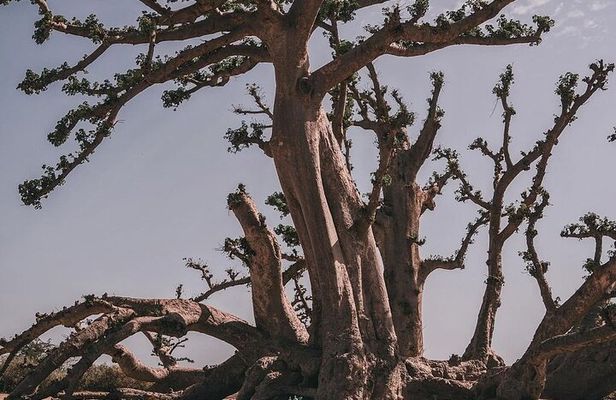 Quad tour of Somone Lagoon and Baobab Spider