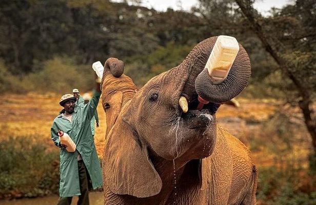 Giraffe Centre with Elephant Orphanage visit