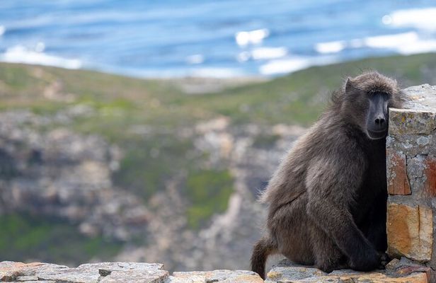 Private Full day Cape Peninsula, Penguins Tour (Customized tour)
