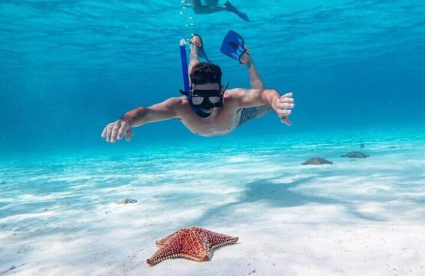 Cayman Combo Tour: Starfish Point, Stingray City & Coral Gardens