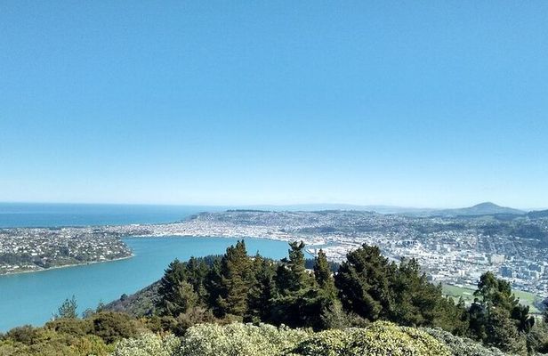 天际线 private Dunedin City & Otago Peninsula Day Tour (up to 8 )