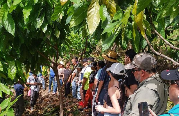 Cacao Walking Tour in Puerto Rico