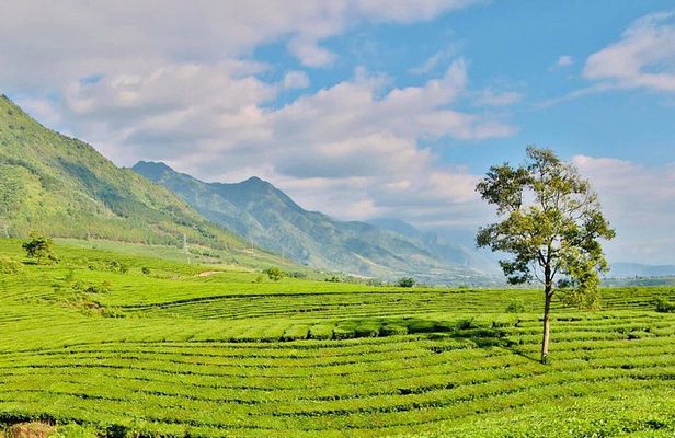 Private Sapa Motorbike Tour - Tea Hill