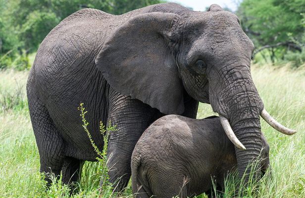 6 Day Tanzania Big 5, Big Cats and Nature Walk Safari