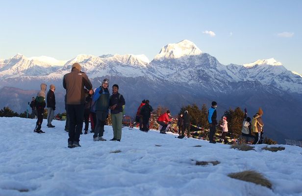 7 Days Tour on Poon Hill Trek and Chitwan Jungle Safari