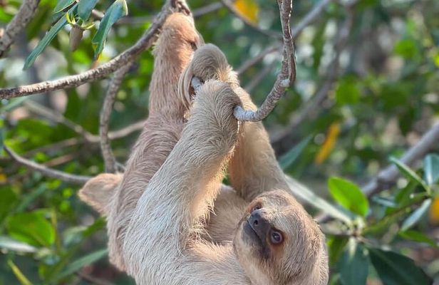 Roatan Monkey and Sloth Park & Private Island Tour 