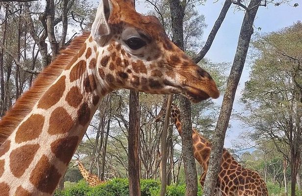 Giraffe Center Karen Blixen Beads Center and Bomas of Kenya