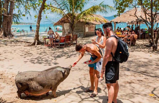 Pig Island Snorkeling & Sightseeing Tour By Speedboat From Koh Samui
