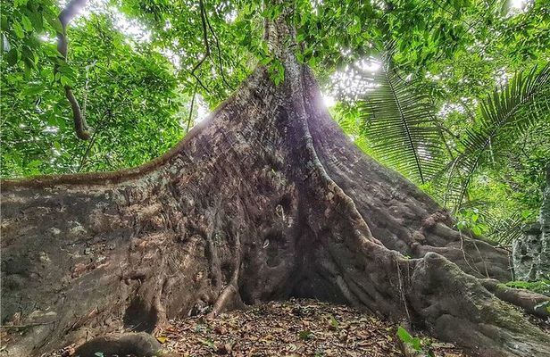 Cuc Phuong National Park Tour With Van Long Wetlands Cruise